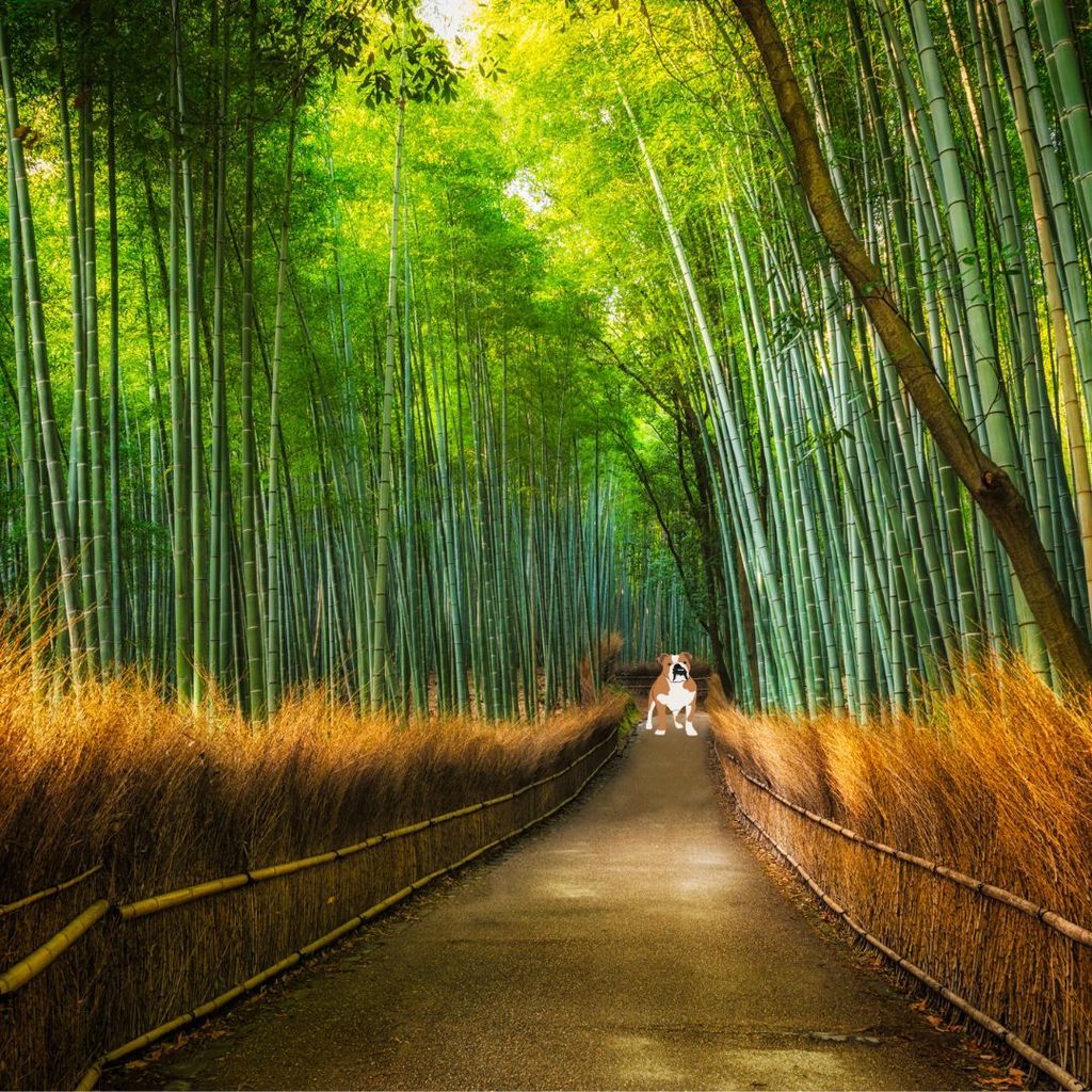 Bamboo trees line a wooden walkway
