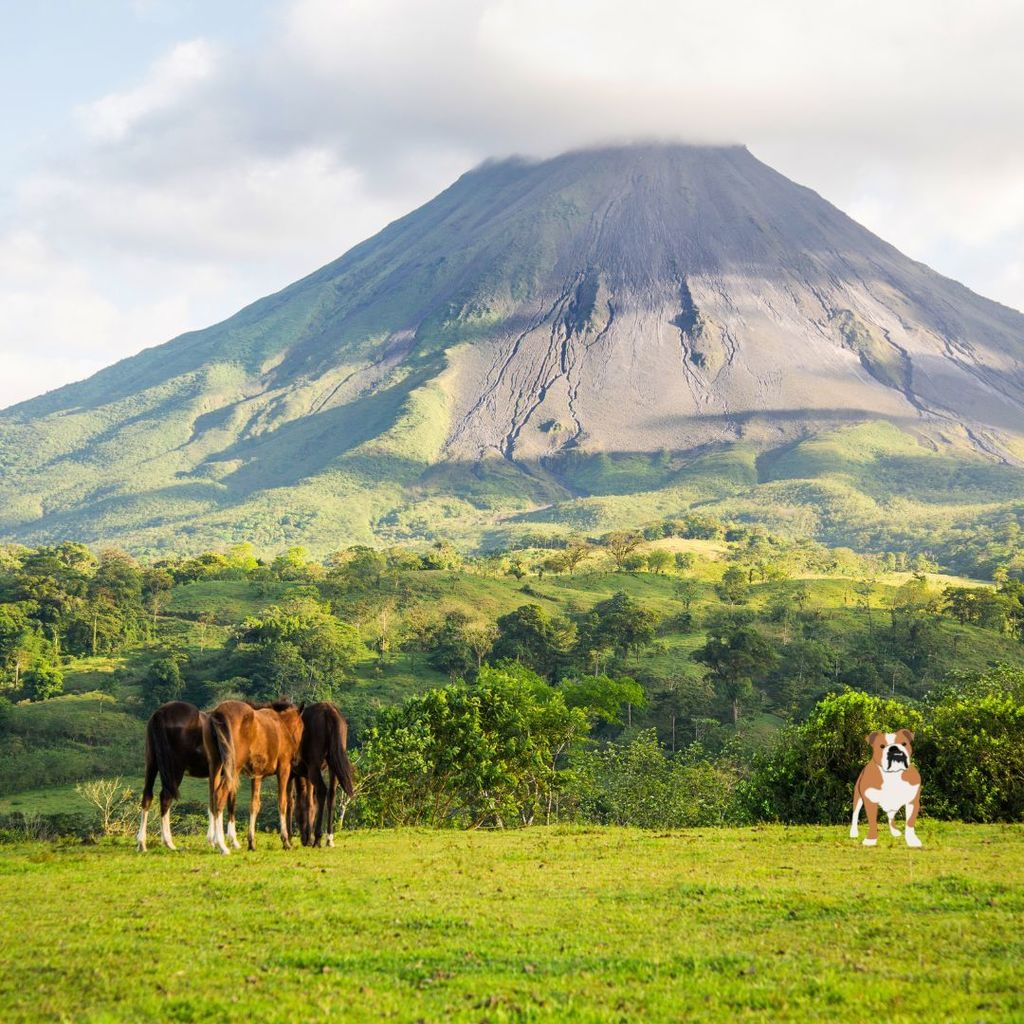Horses graze on grass in front of a forest with a volcano in the background